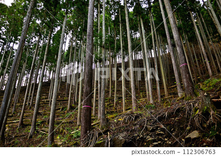 Sodehirayama in Tanzawa, Sodehirayama Kitaone Forest Sodehirayama in Tanzawa, Sodehirayama Kitaone Forest 112306763