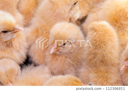 Close up newborn chicken, chicken farm 112306851