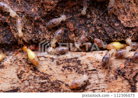 Termites eat wooden planks. Damage of a wooden house from termites. Termites eat wooden planks. Damage of a wooden house from termites. 112306873