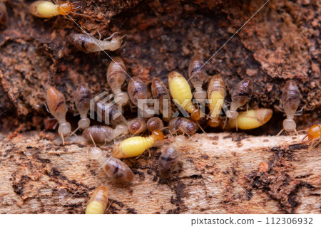 Termites eat wooden planks. Damage of a wooden house from termites. 112306932