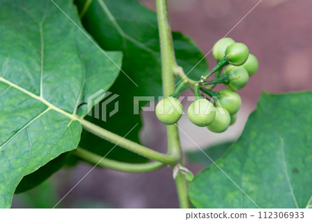 Pea Eggplant, Turkey berry on the branch 112306933