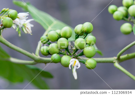 Pea Eggplant, Turkey berry on the branch 112306934