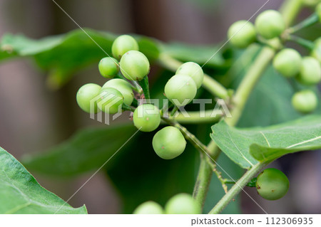 Pea Eggplant, Turkey berry on the branch Pea Eggplant, Turkey berry on the branch 112306935