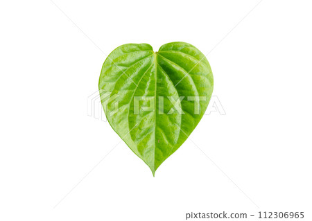 Betel leaf isolated on white background with clipping path. Betel leaf isolated on white background with clipping path. 112306965