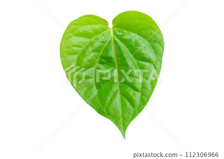 Betel leaf isolated on white background with clipping path. Betel leaf isolated on white background with clipping path. 112306966