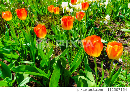 Garden with many orange tulips 112307164