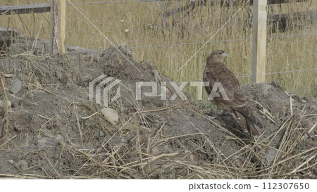 Majestic Eagle Taking Flight in the Wild After Hunting Majestic Eagle Taking Flight in the Wild After Hunting 112307650