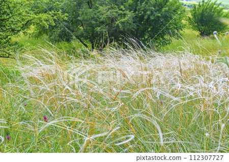 The Pavlov Hills, in Czech also Palava. Stipa pennata. South Moravia, the Czech Republic, Europe 112307727