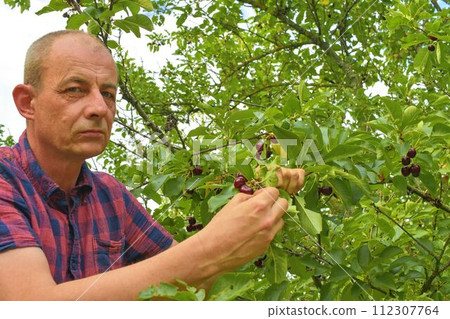 Male farmer picking sour cherries. Middle aged man gathering sour cherries in sour cherry tree. Mature man, gardener in summer 112307764