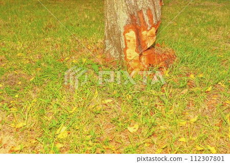 Starting cut old tree down. Selective focus 112307801
