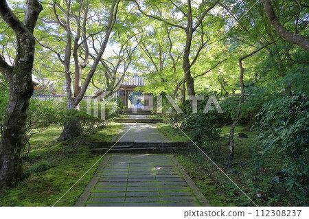 Forest of colorful Japanese maples 112308237