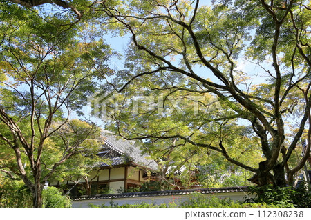 Colored maple leaves 112308238