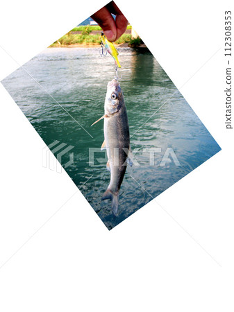 Haya caught on a lure at the mouth of the Oigawa River in Shizuoka Prefecture 112308353