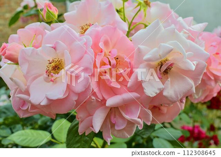 Pink roses. A bunch of pink roses. Close-up 112308645