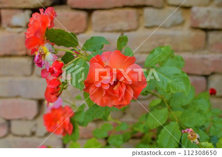 Red roses on red brick background. Romantic scenery. Red roses on red brick background. Romantic scenery. 112308650