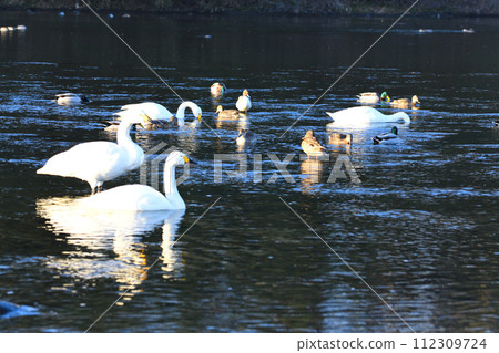 舊河本區深谷市，清晨，苔原天鵝和鴨子在荒川幹流過冬 112309724