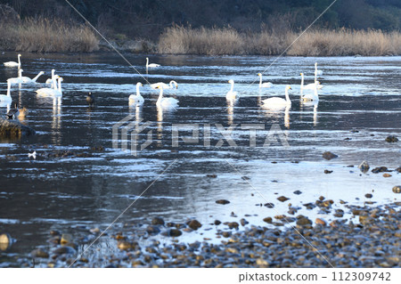 舊河本區深谷市，清晨，成群的苔原天鵝在荒川幹流上過冬 112309742
