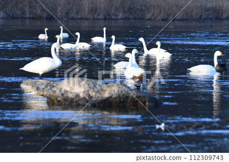 舊河本區深谷市，清晨，成群的苔原天鵝在荒川幹流上過冬 112309743
