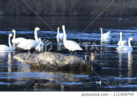 舊河本區深谷市，清晨，成群的苔原天鵝在荒川幹流上過冬 112309744