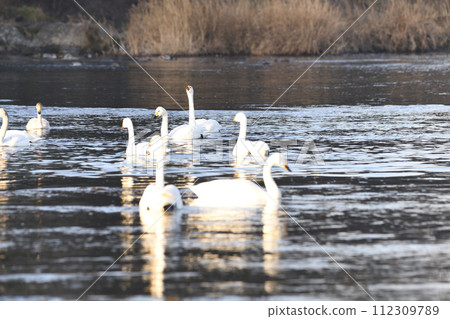 Flock of Tundra Swans wintering on the main stream of the Arakawa River in the early morning, Fukaya City, Old Kawamoto District Flock of Tundra Swans wintering on the main stream of the Arakawa River in the early morning, Fukaya City, Old Kawamoto District 112309789