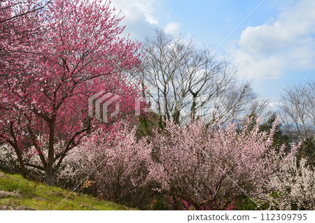 Plum Blossom 2 (Iiyama-cho, Marugame City, Kagawa Prefecture) 112309795