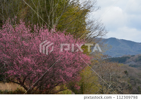 紅梅（香川縣三豐市才田町） 112309798