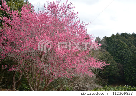 Bairin 8 (Misato, Yoshinogawa City, Tokushima Prefecture) Bairin 8 (Misato, Yoshinogawa City, Tokushima Prefecture) 112309838