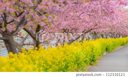 [Kanagawa Prefecture] Miura's Kawazu cherry blossoms and rape blossoms, spring scenery, February *Natural scenery 112310121