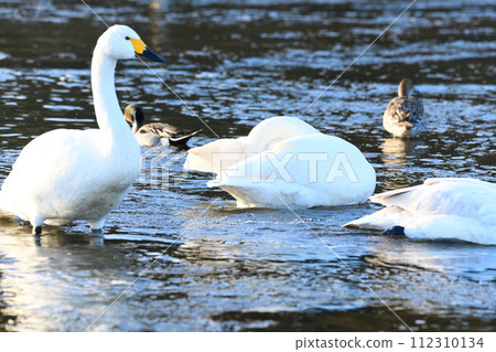 Early morning scenery: Tundra swans wintering in the main stream of the Arakawa River, Fukaya City, Old Kawamoto District 112310134