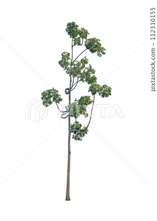 Ton Samrong or Bastard poom it is rare trees (Sterculia foetida   L.) 112310155