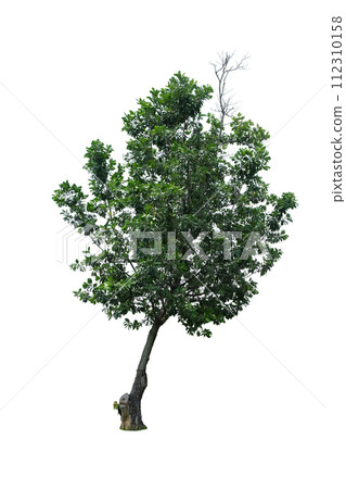Calophyllum inophyllum tree 112310158