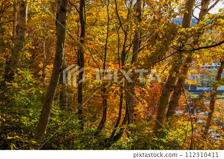 秋天的長野，志賀高原賞紅葉的最佳時間 112310411