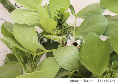 消滅蠶豆上的蚜蟲 消滅蠶豆上的蚜蟲 112310524