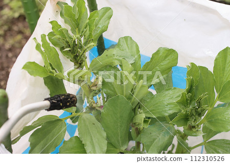 Eliminate aphids on fava beans Eliminate aphids on fava beans 112310526
