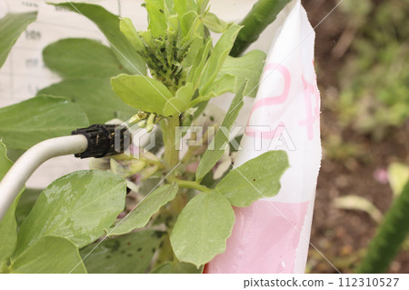 Eliminate aphids on fava beans 112310527