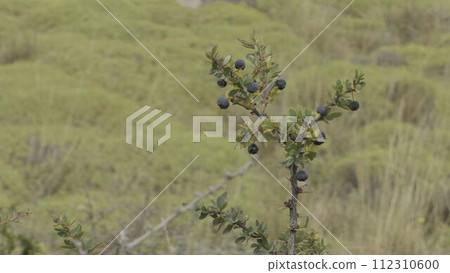 Black Calafate Berries on Tree in Soft Focus Background Black Calafate Berries on Tree in Soft Focus Background 112310600