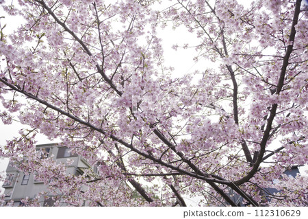 Image of cherry blossoms in Kyoto 112310629