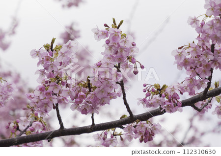 Image of cherry blossoms in Kyoto 112310630