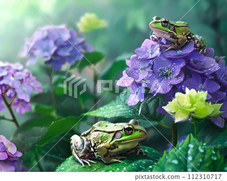 雨季繡球花和青蛙的寫實插圖 112310717