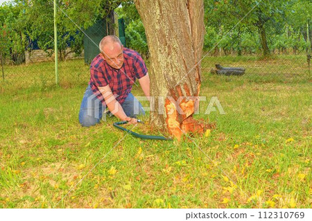 Man cutting an old tree on his huge garden by handsaw during summer season, gardening concept . Middle aged man cutting fruit tree down. Mature man, gardener in summer 112310769