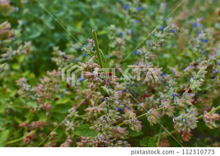 The firebugs on flowers. Soft colors. Flowery background. The firebugs on flowers. Soft colors. Flowery background. 112310773