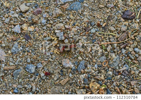 The firebugs on gravel path. Soft colorr 112310784