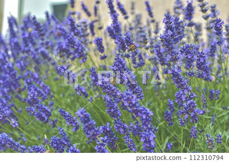 Tenderness of lavender fields. Lavenders background. Soft focus. Bees on lavender Tenderness of lavender fields. Lavenders background. Soft focus. Bees on lavender 112310794