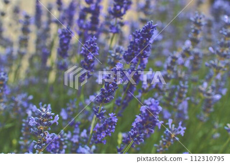 Tenderness of lavender fields. Lavenders background. Soft and selective focus. Add haze Tenderness of lavender fields. Lavenders background. Soft and selective focus. Add haze 112310795