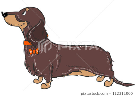Long-haired dachshund (chocolate tan) with a pink collar 112311000