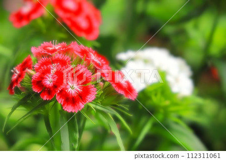 美麗的紅白撫子 112311061