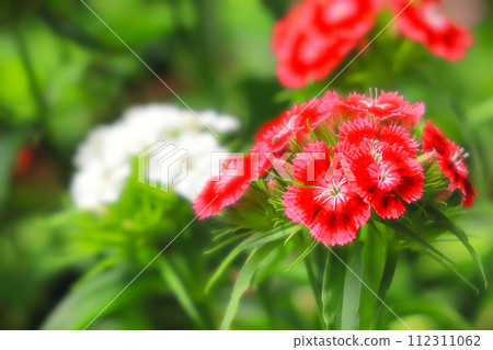 美麗的紅白撫子 112311062