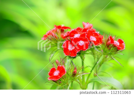 美麗的撫子，鮮豔的紅色 112311063