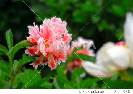 粉紅色和白色的牡丹花被雨浸濕了 112311088
