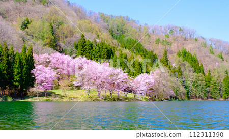 Nakanishi湖的Yoh Yamazakura 112311390